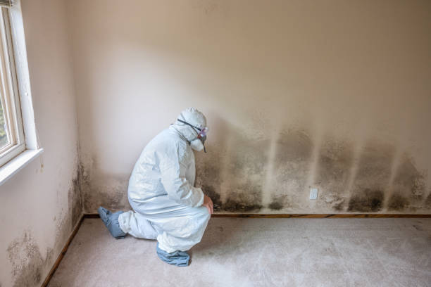 Reliable Independence, KS Mold Inspection, Removal & Remediation Solutions